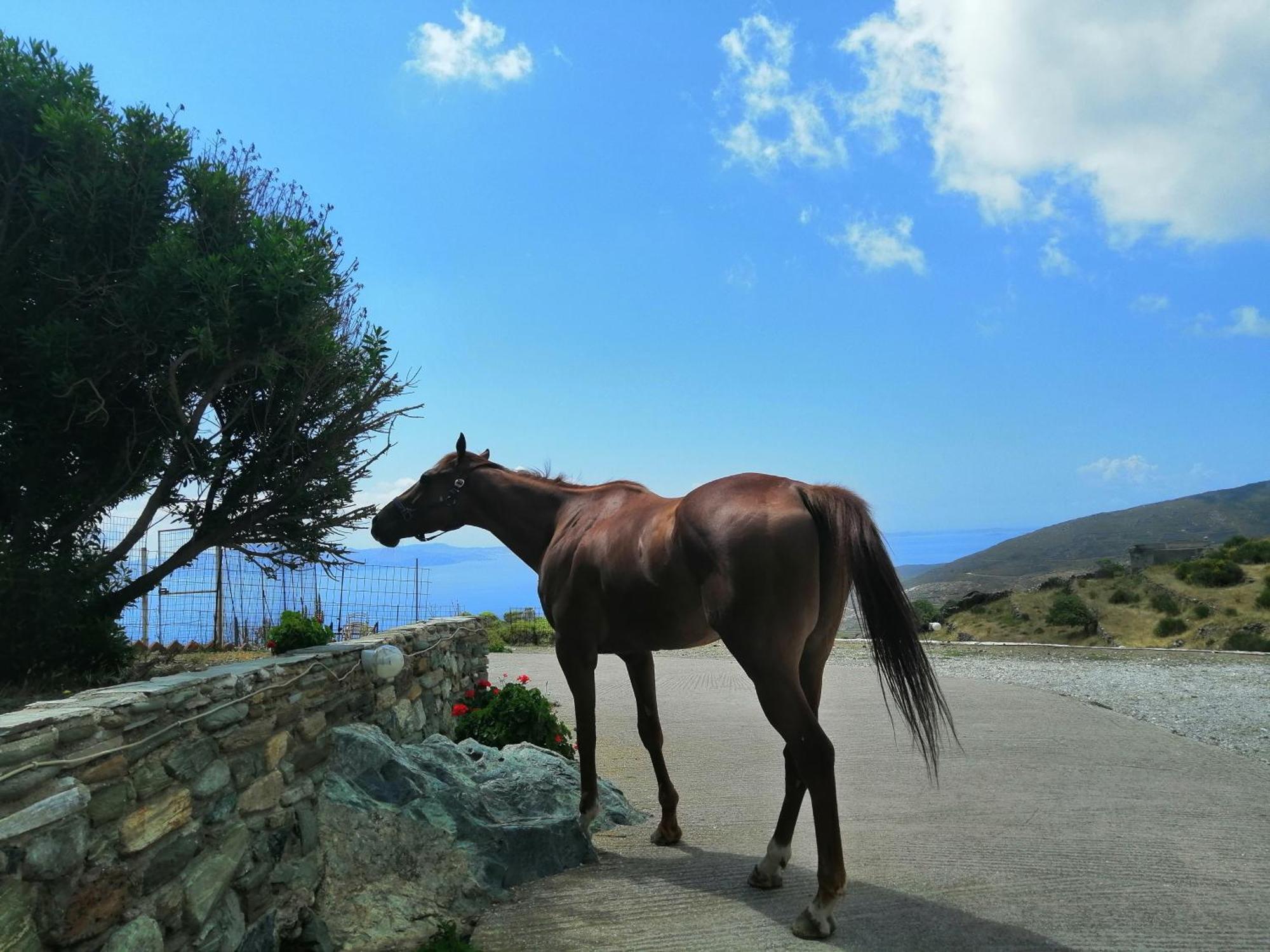 Balcony To The Aegean Villa Steni ภายนอก รูปภาพ